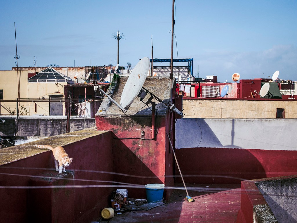 Satellite dishes, rooftops and a cat in Salé, Morocco.
