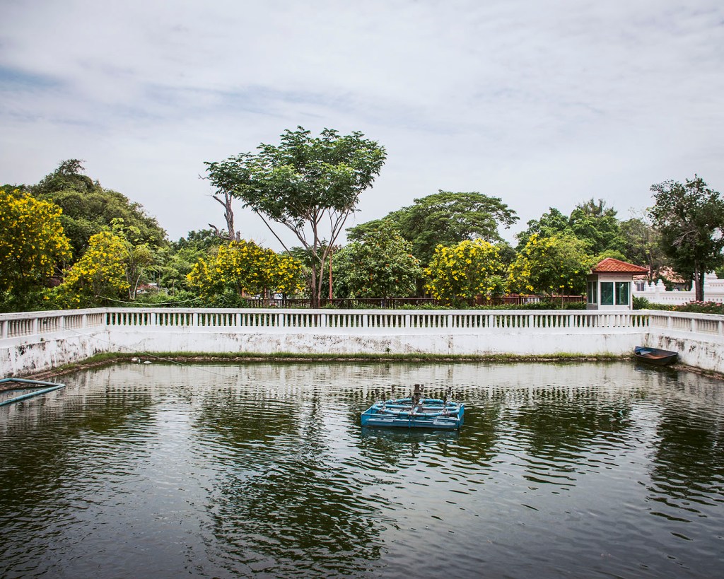 Ratchapruek flowers around a pond at Wihan Phra Mongkhon Bophit.