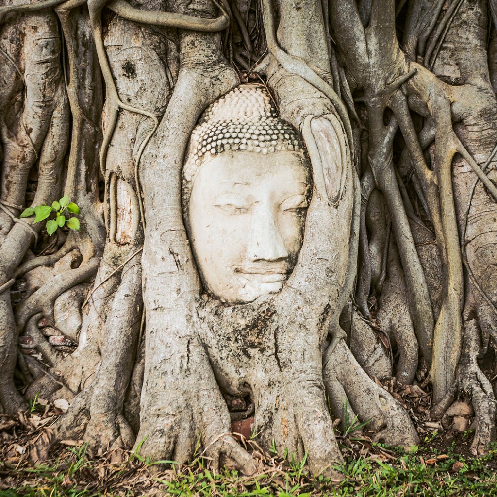 Buddha head in the roots of a banyan tree in Ayutthaya, Thailand.