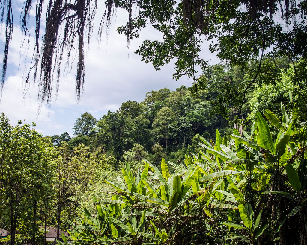 The tropical trees around the Wachirathan Falls in Doi Inthanon National Park.