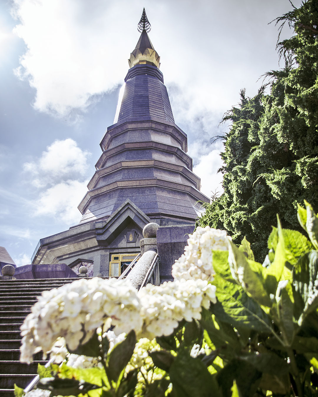 Hydrangeas in front of the King Pagoda in in Doi Inthanon National Park, Thailand.
