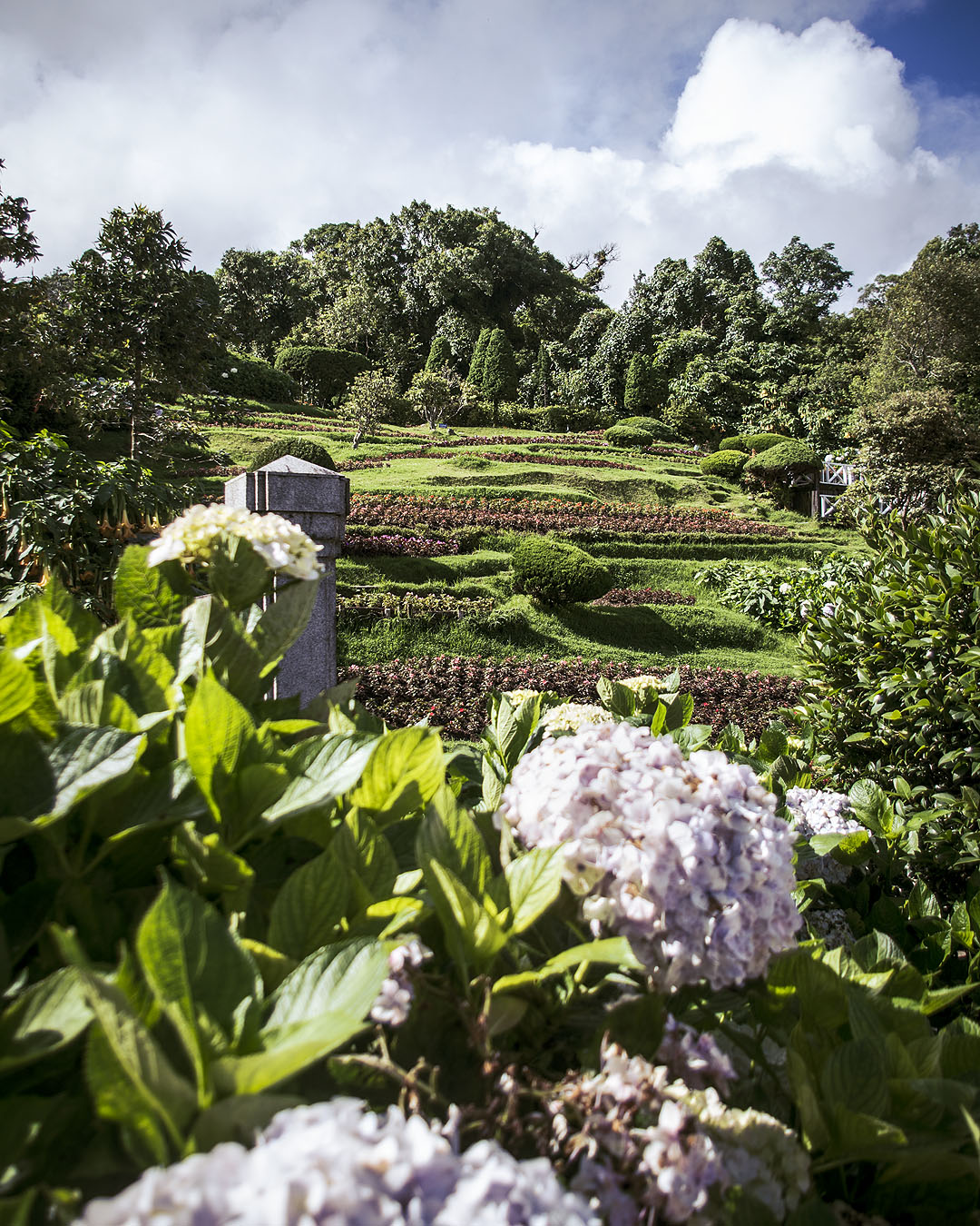 Hydrangeas in the gardens of the Royal Pagodas in in Doi Inthanon National Park, Thailand.