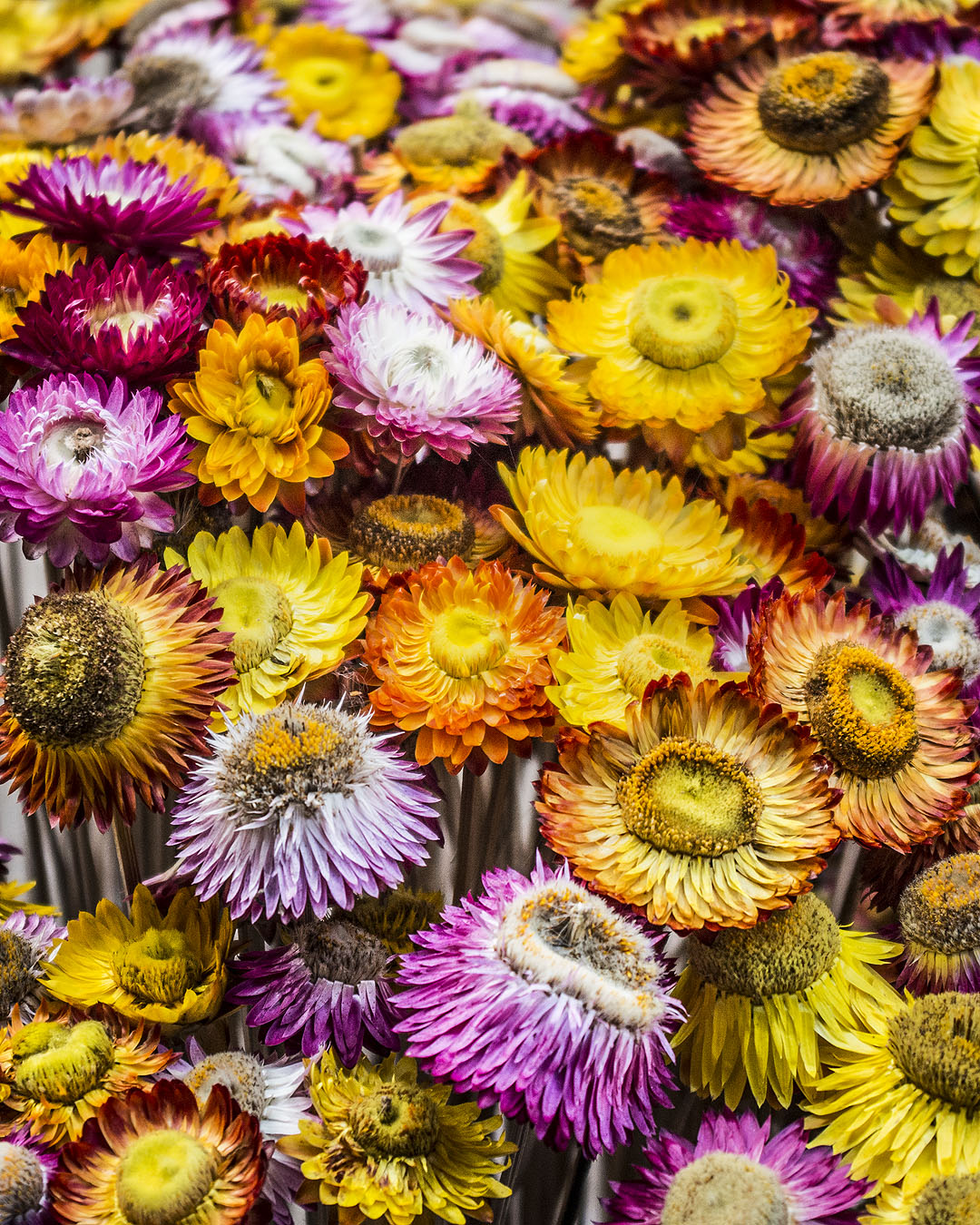 Flowers for sale at a market in in Doi Inthanon National Park, Thailand.