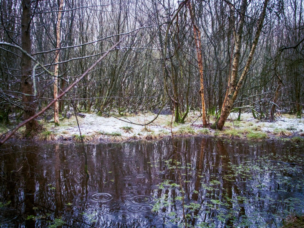 Trees reflected in brown water.