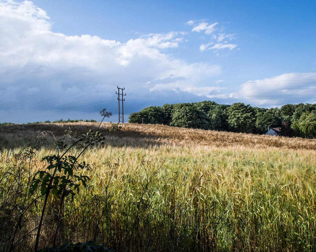 Looking up at a pylon over a barley field near Joe's Wood.