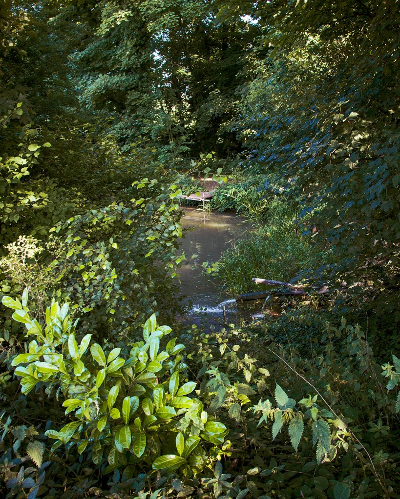 Overgrown trees framing the second pond in Joe's Wood.