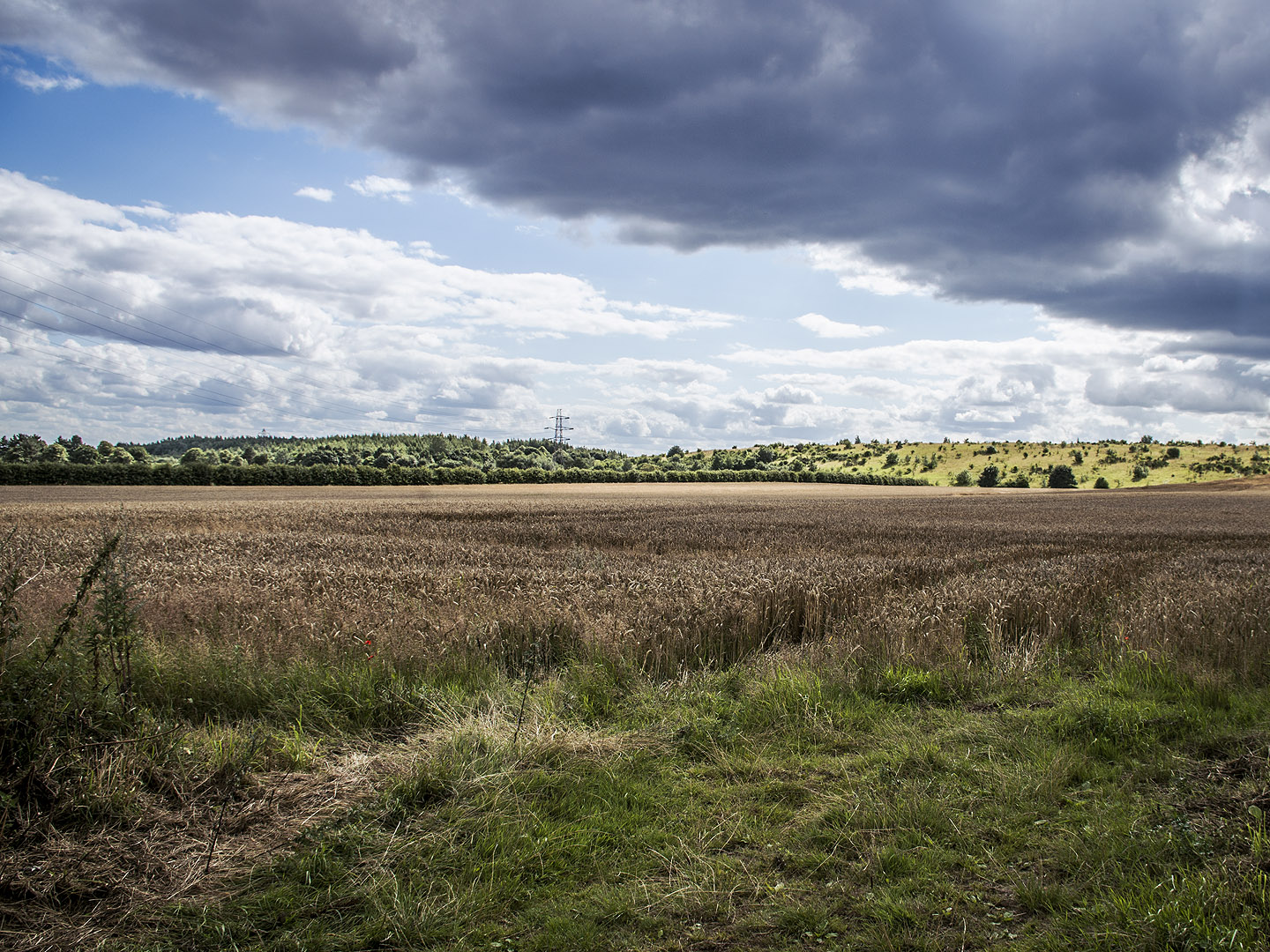 A cloudy blue sky over a barley field with a pylon in the background.