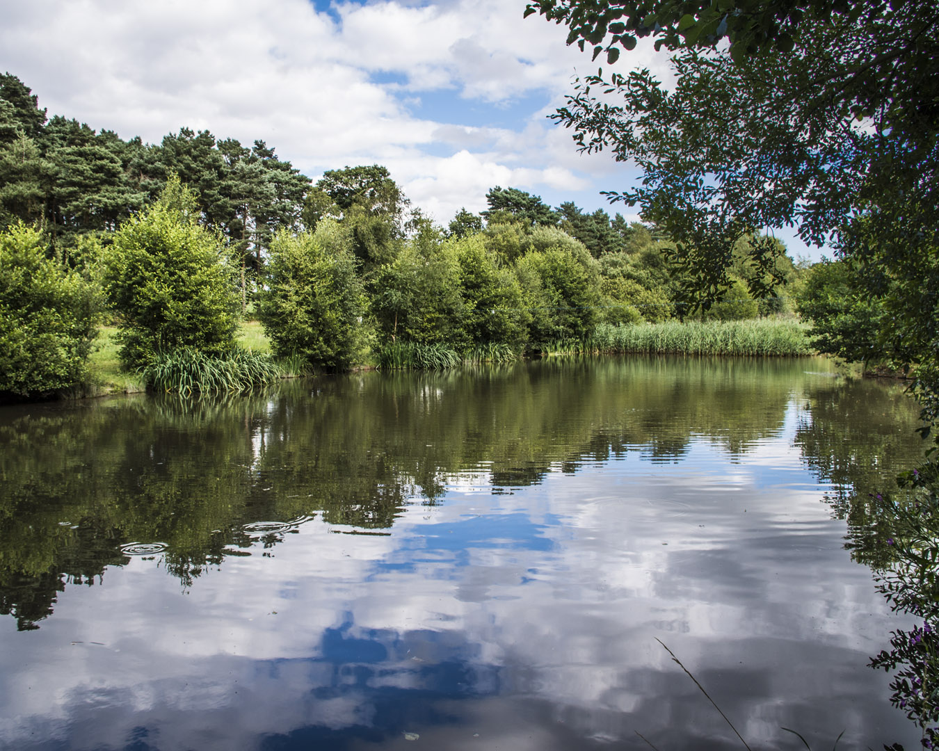 Trees and blue sky reflected in a fishing pond on the River Leen.