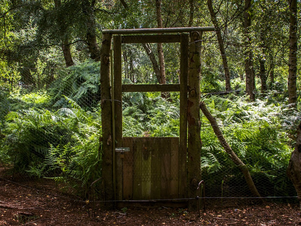 The gate to a game chicken coop filled with ferns.