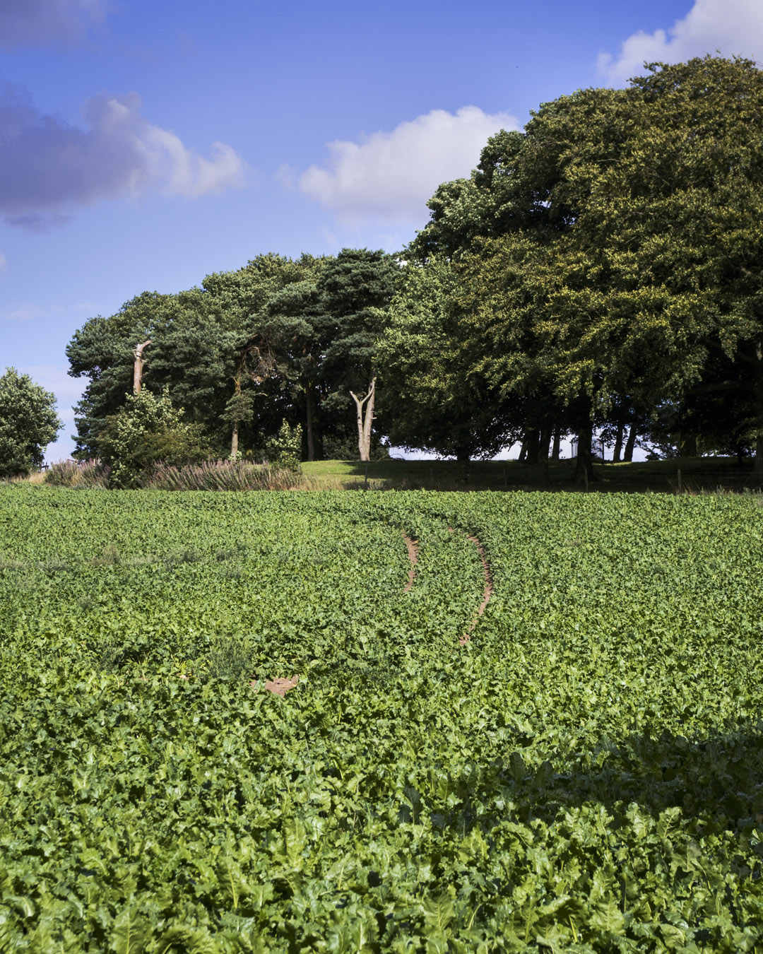 Tracks through a green field with trees in the background.
