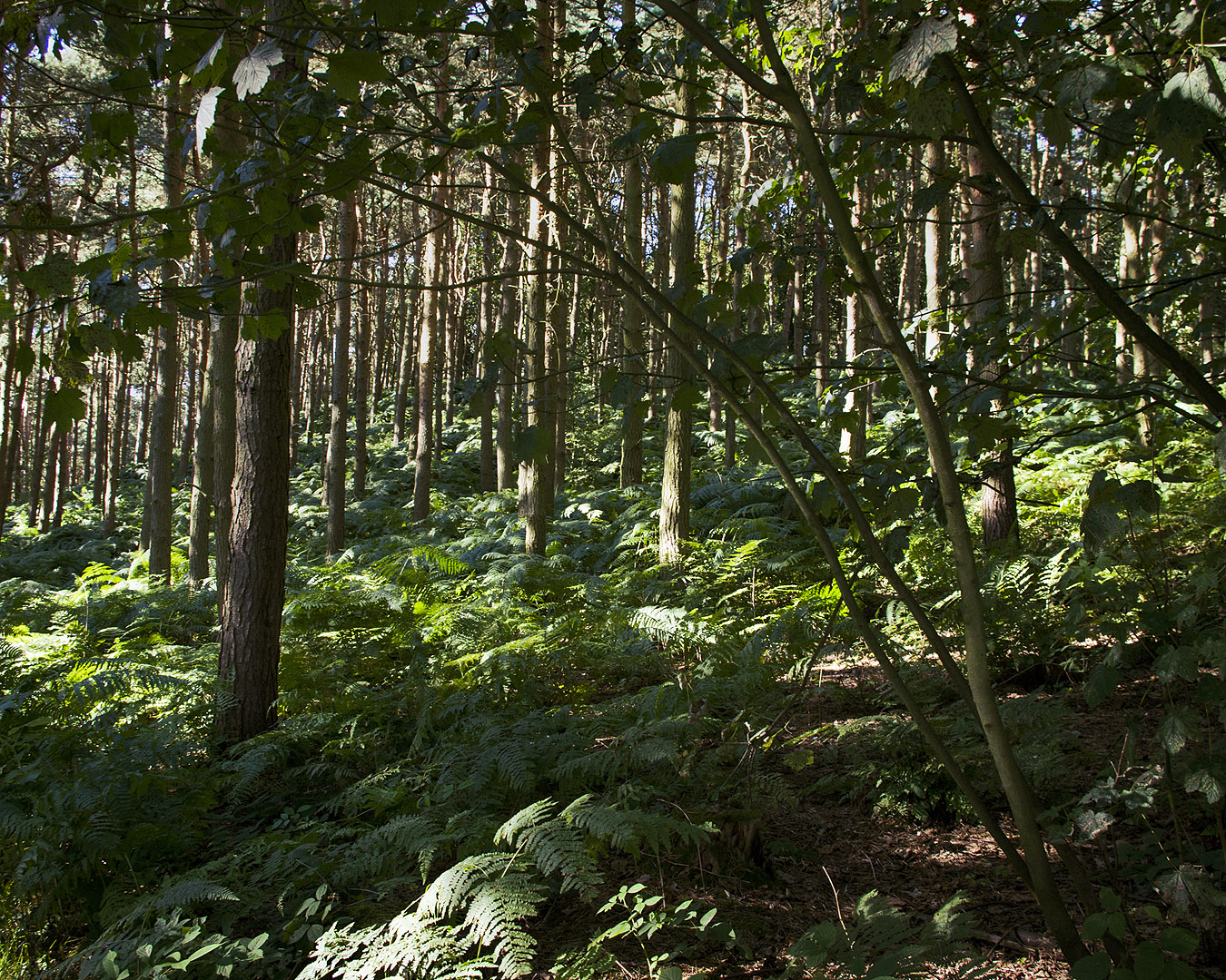 Trees climbing a hill in a shaded part of the woods.