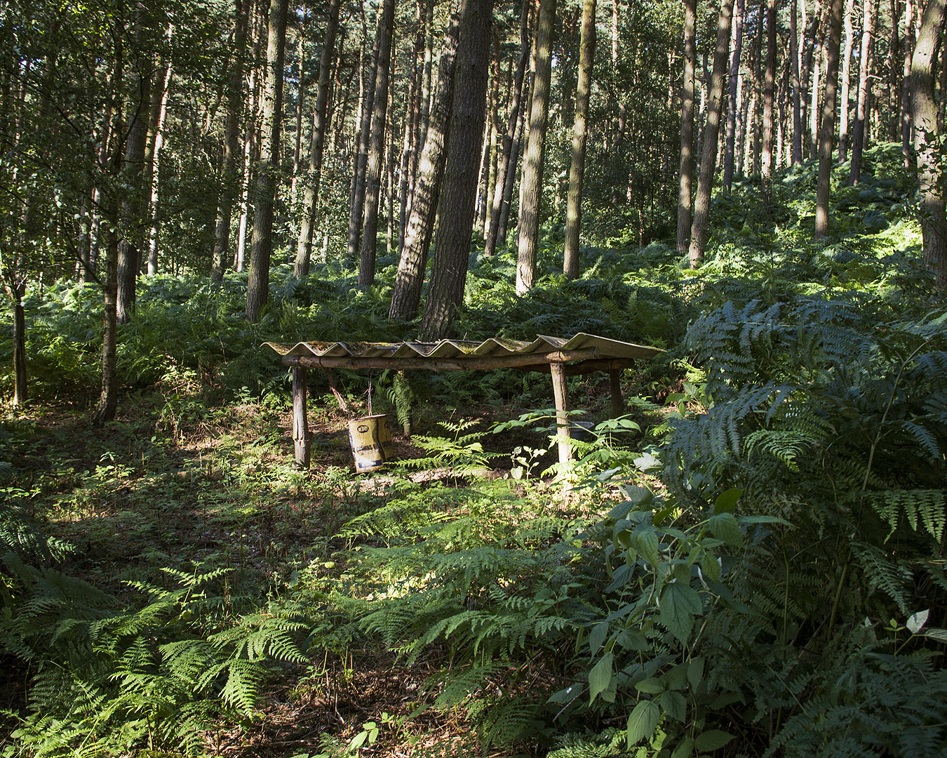 A small table in the woods.