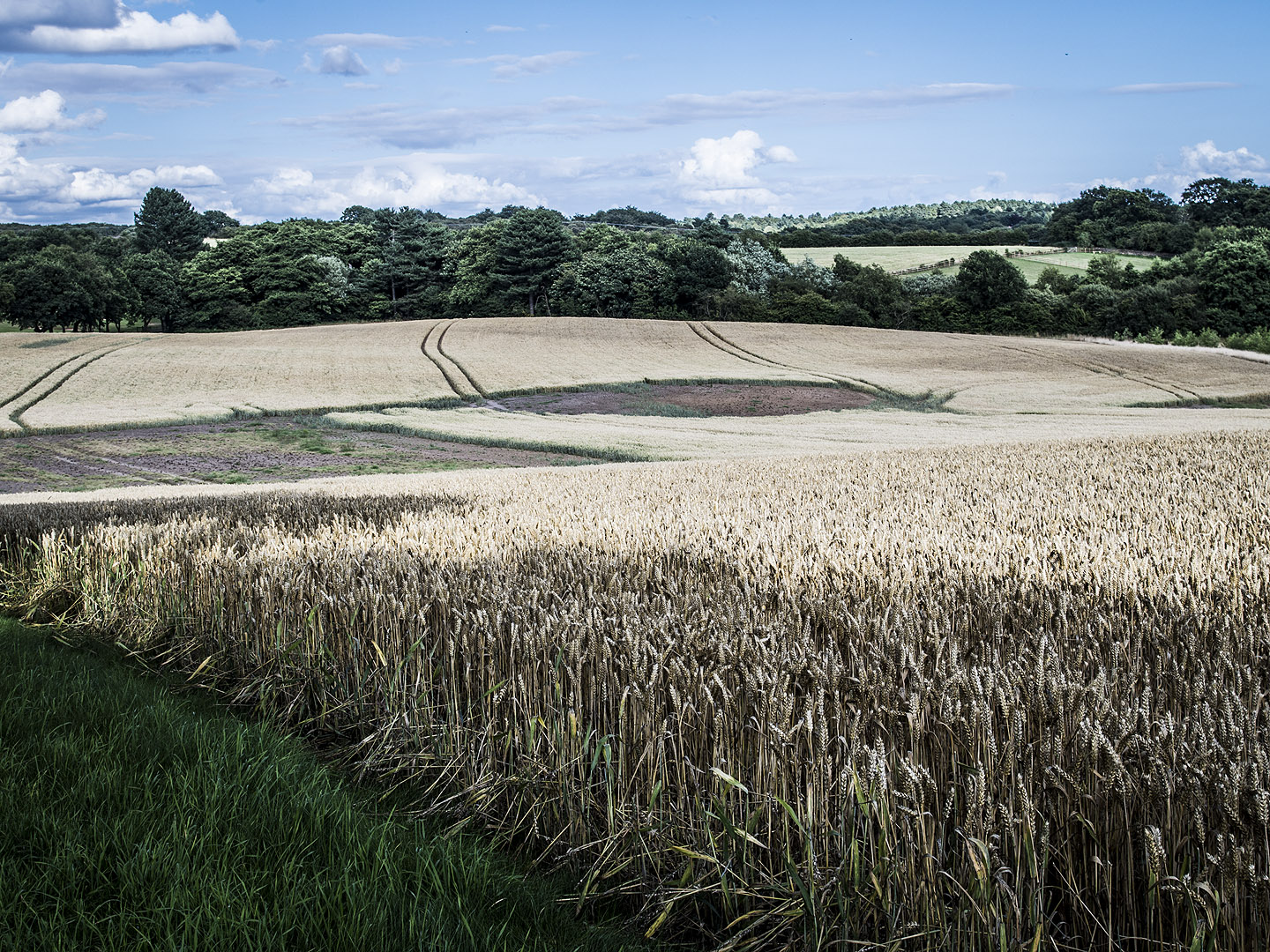 A blue sky over a barley field.