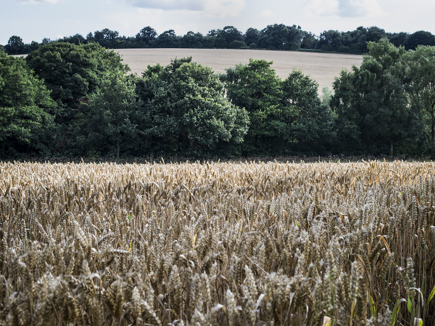 A view over a barley field to trees and more fields.