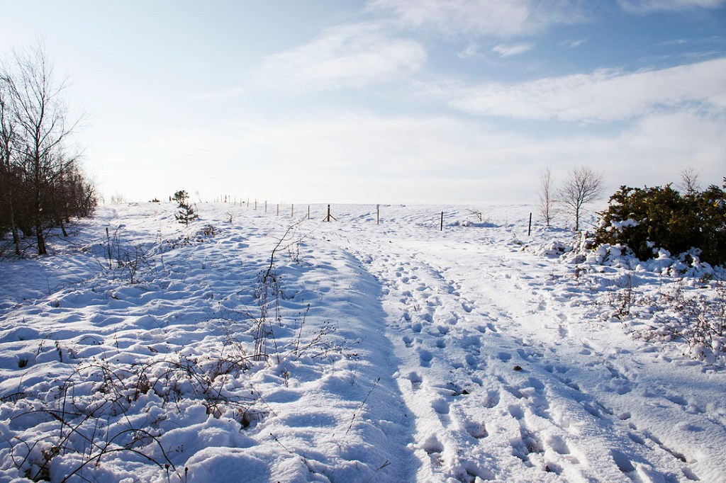 A slope covered in snow at Newstead and Annesley Country Park.