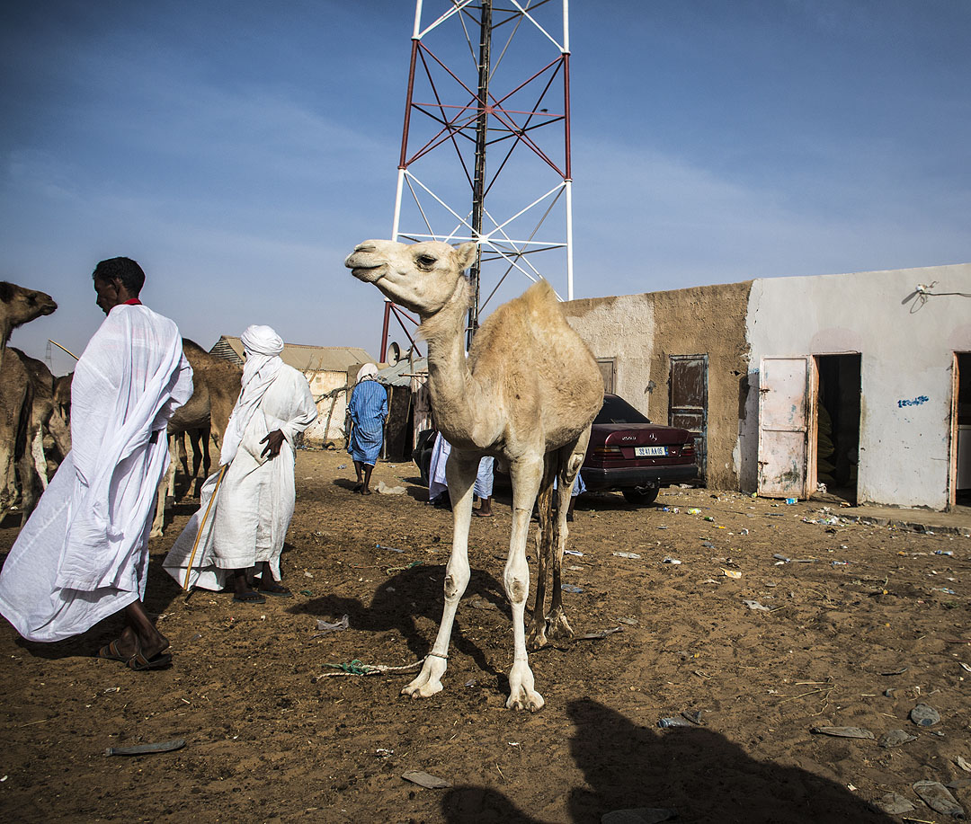 A camel and herders at the Nouakchott camel market. There are buildings, a car and communications tower in the background.