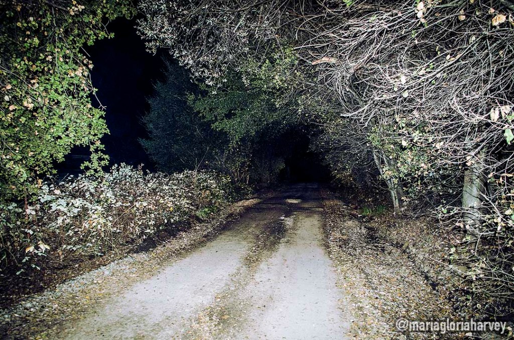 A dirt road leading through trees at night on Christie Road.