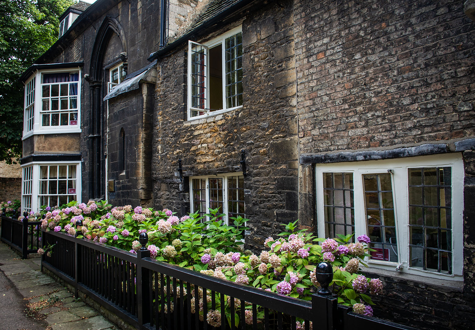 Hydrangeas outside an old house in the Minster Precincts of Peterborough.