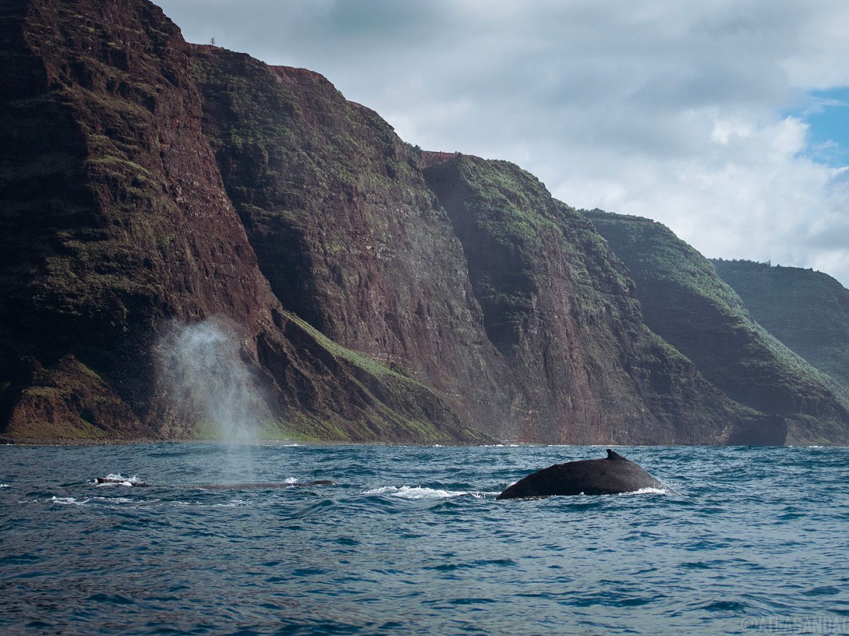 Whales on the Na Pali&nbsp;Coast